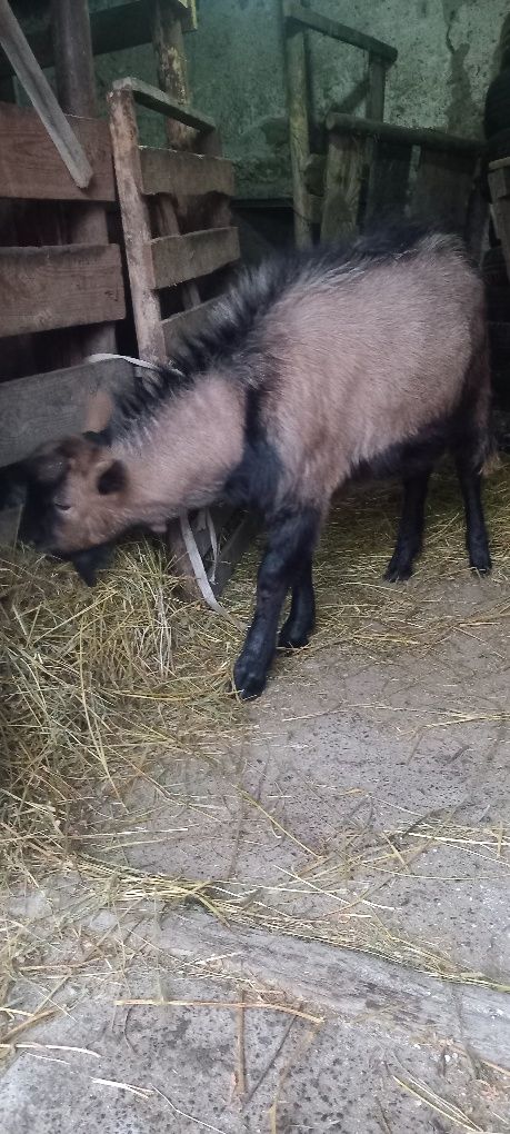 De vânzare Tap Metiși de Zaanen cu Francez Alpin