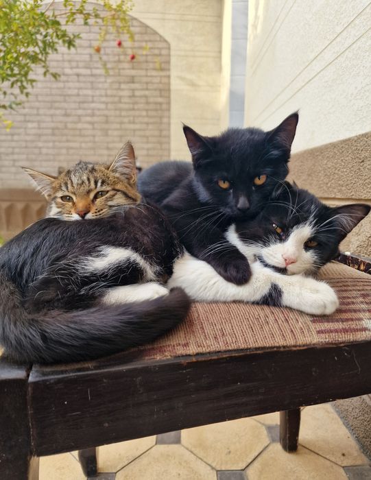 Mushuk bolasi 3 oylik