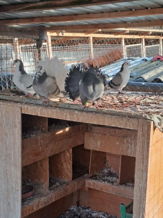 Porumbei galateni pereche/schimb