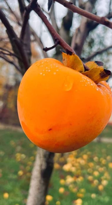 Kaki rezistent la ger