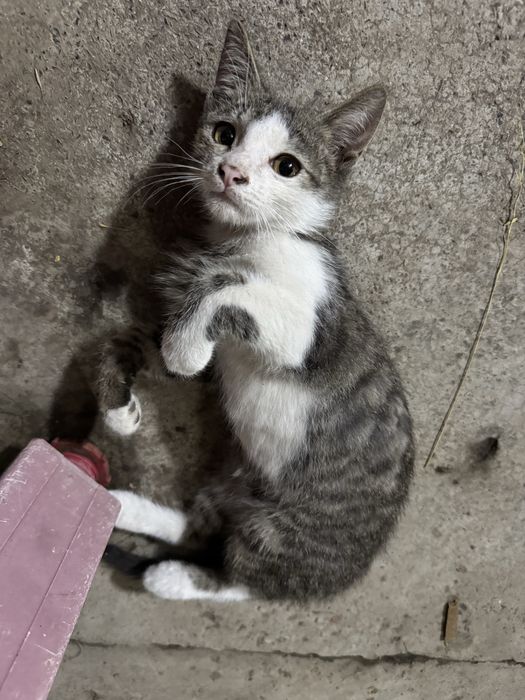 Котенок 5 месяцев