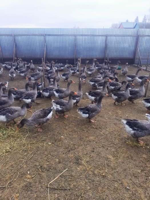 Продам гусей живым весом