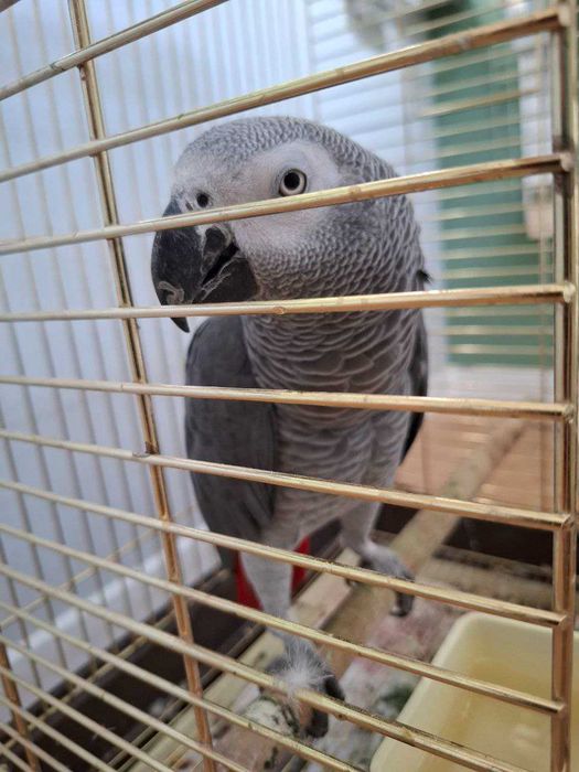 Продаётся ручной попугай Жако