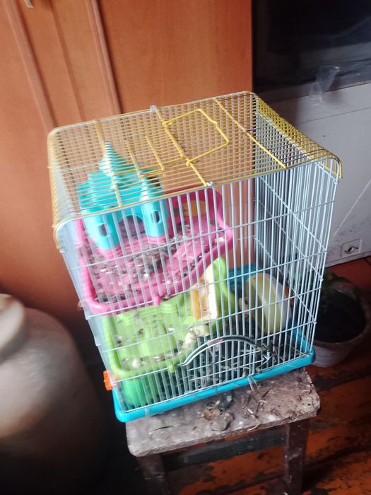 Продам пару хомячков джунгариков с большой клеткой двух этажный