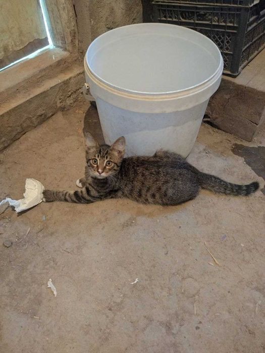 Пристраиваются в добрые руки котята