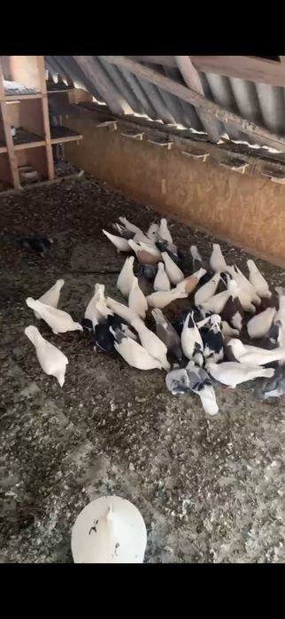 Porumbei voiajori albi pentru evenimente + ladita in forma de inima