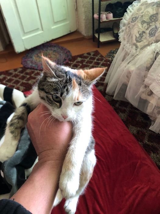 Mushuk hadyaga qiz bola