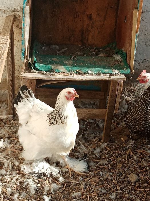 Брама товуклар сотилади