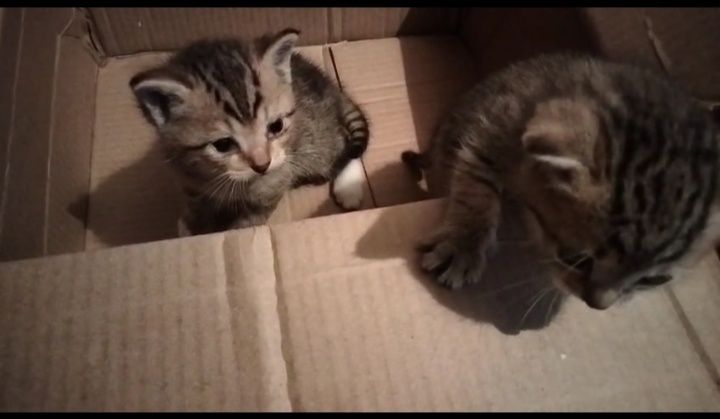 Отдам котят мальчиков