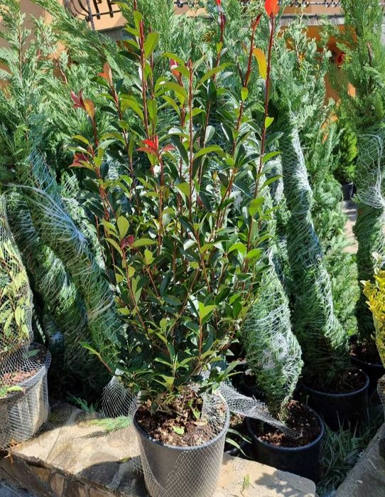 Photinia Red Robin – Gard viu cu frunziș roșu spectaculos, cu livrare