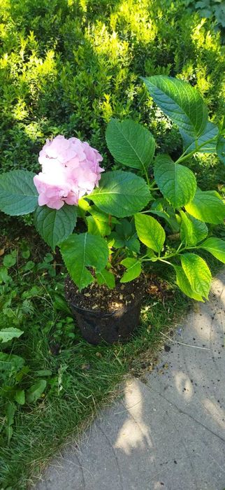 Хауттюйния, Гортензия, Очитник, Кизильник, Лимонник дальневосточный