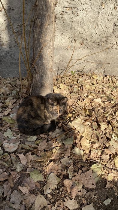 Кошечки ищут дом!