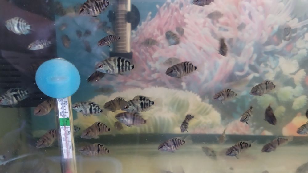 Продам аквариум 45 л и рыбки разные