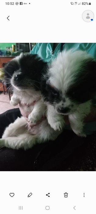 catei mici pechinezi