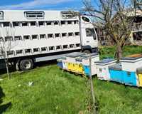 Camion apicol MAN 7,5 echipat cu  50 familii de albine 39.900 lei!!!
