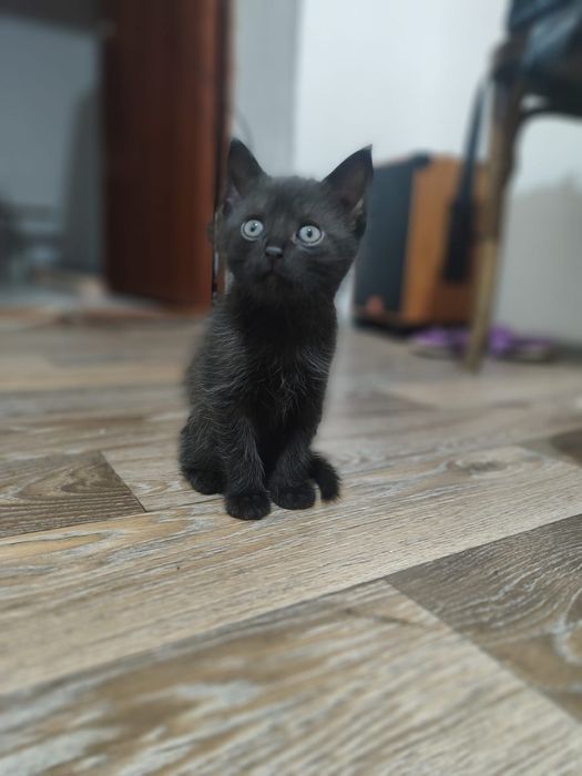 Отдам котят бесплатно,  едят всё, к лотку приучены 2,5 месяца