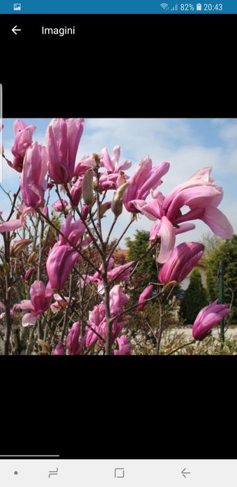 Vindem magnolie bety de mai multe dimensiuni