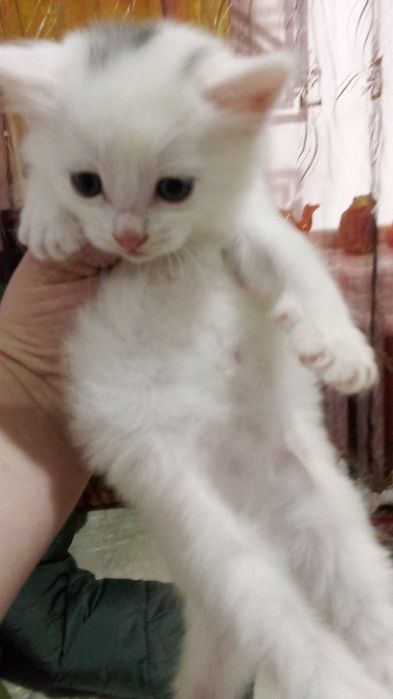 Отдам кошечку девочка