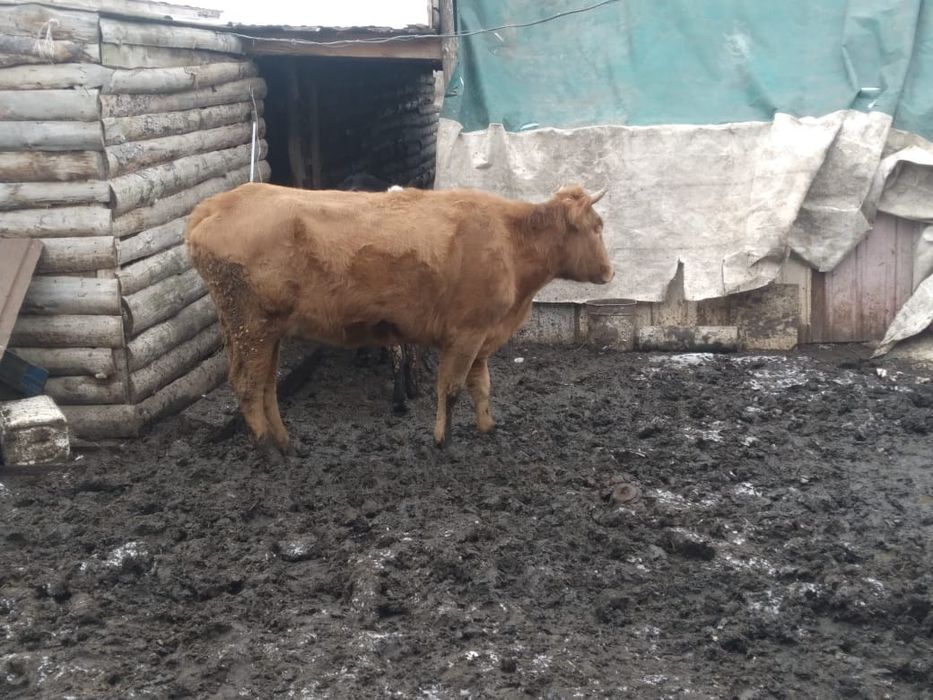 Мясо говядина корова