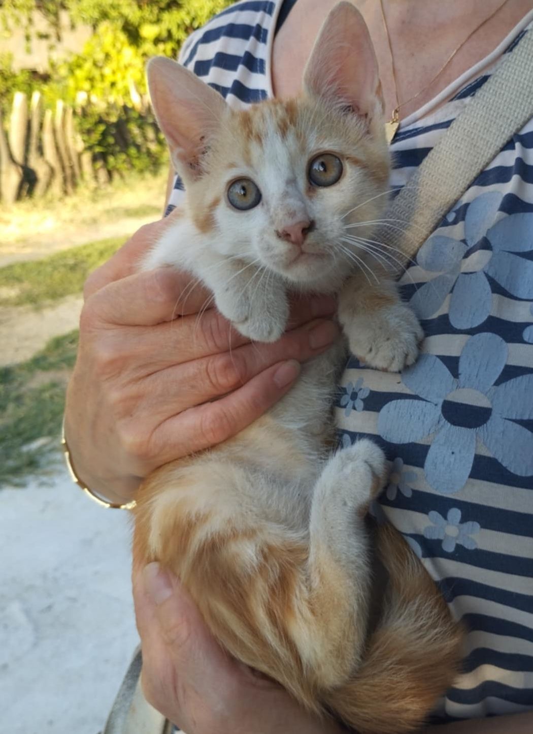 Подаряват се котенца