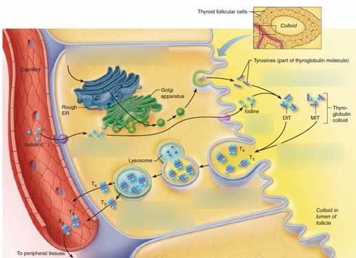 Meditatii Biologie BAC 9-10, 11-12