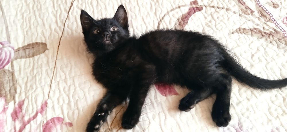 Продаются котята