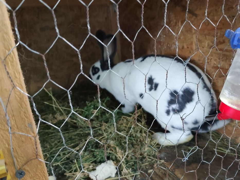 Femelă fluture german pestriț pe albastru