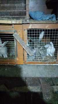Продам кроликов цена 10000 кролиха с шестью кральчятами кролики