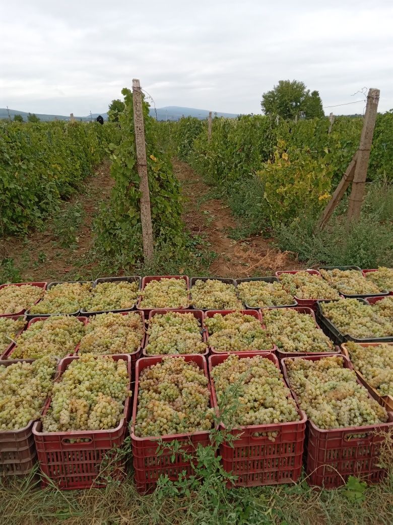 Vand struguri de vin livram la domiciliu