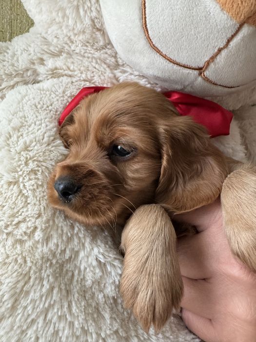 Кокер шпаньол бебенца