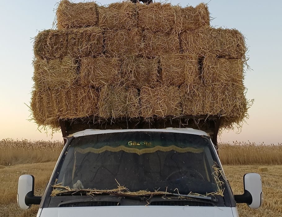 Сабан бар сабан.