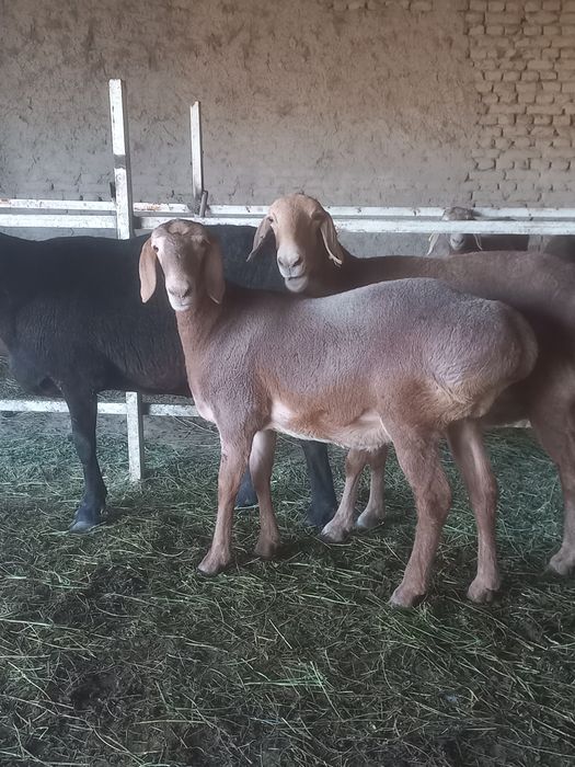 Арашан бугоз куй сотилади