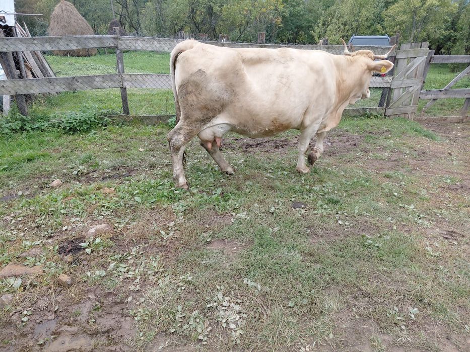 Vaca de vanzare buna de lapte