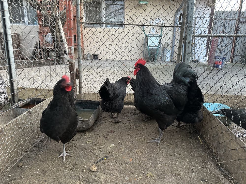 Oua Australorp pentru clocitoare / eclozat