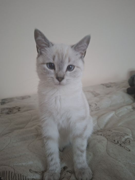 Отдам котёнка в добрые руки