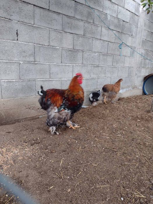 Петел порода кохин