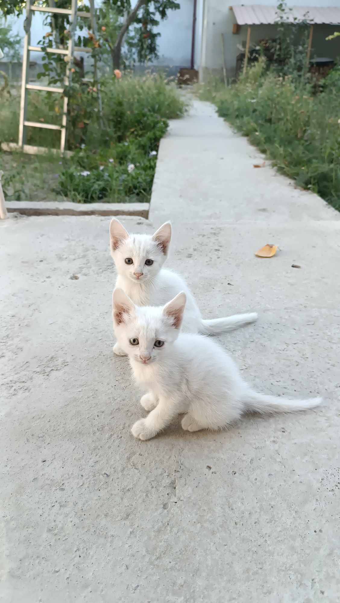 Котята бесплатно в хорошие руки