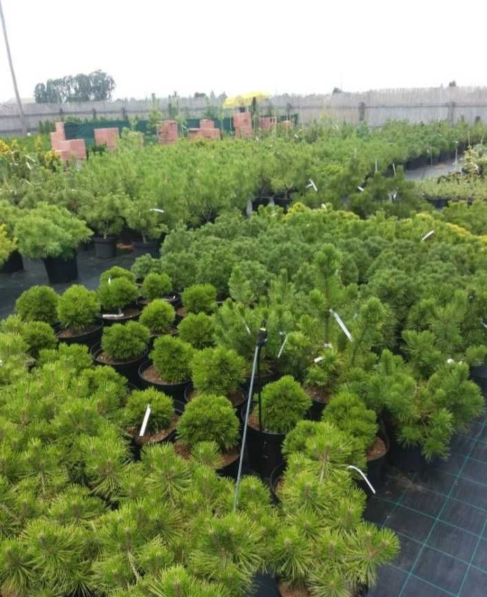 Plante ideale pentru grădini, curți și spații verzi