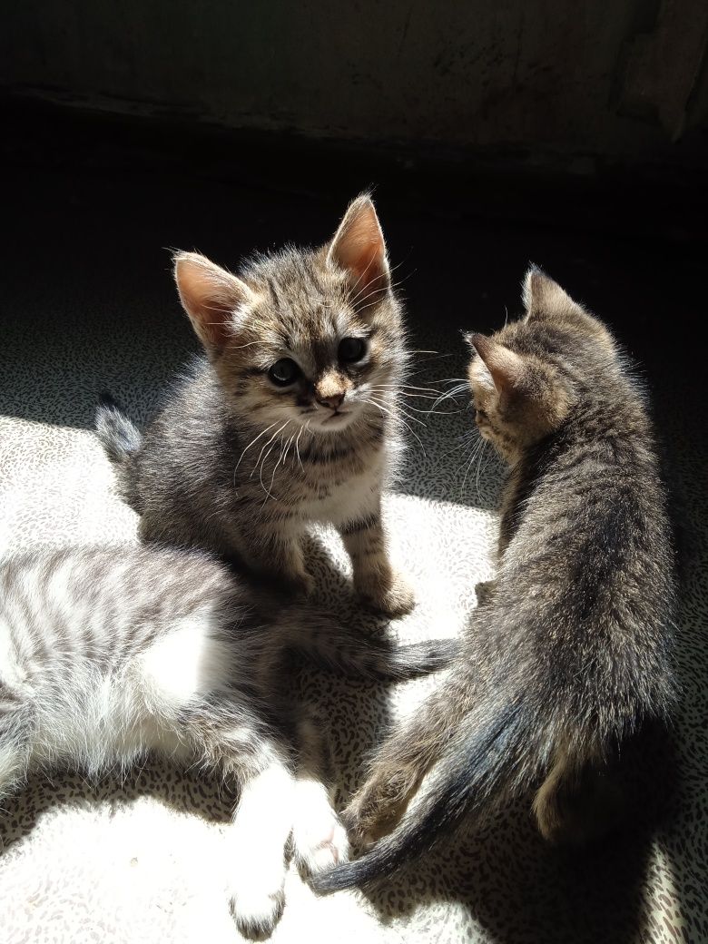 Продаются котята,британцы короткошёрстные!!