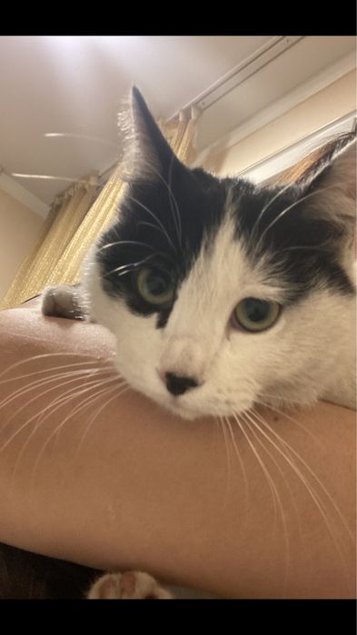 Котенок ищет дом