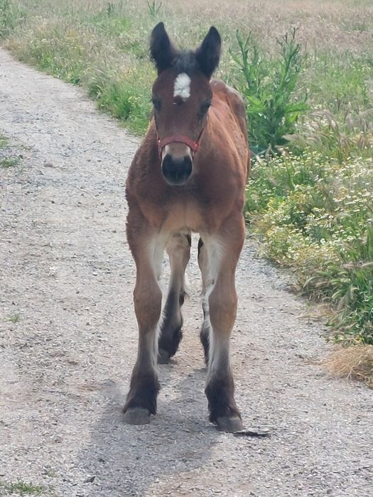 Vand armăsar ardenez de 4 ani
