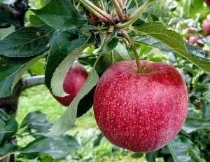 Pomi fructiferi altoiti