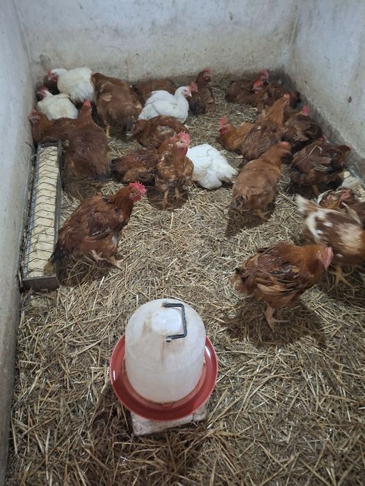 Vind Pui rasă mixtă de la 2,5 kg până la 3 kg