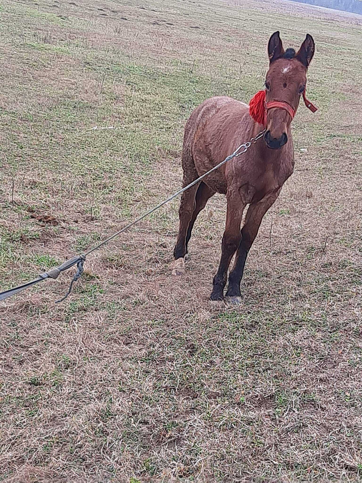 Vand manz de 6luni foarte  mai multe detalii la telefon