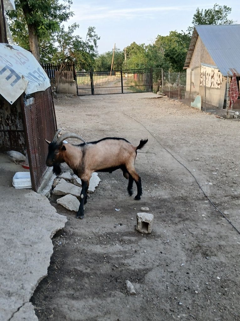 De vânzare țap alpin francez