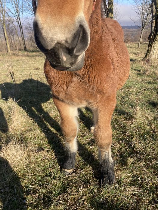 Manz in varsta de 10 luni