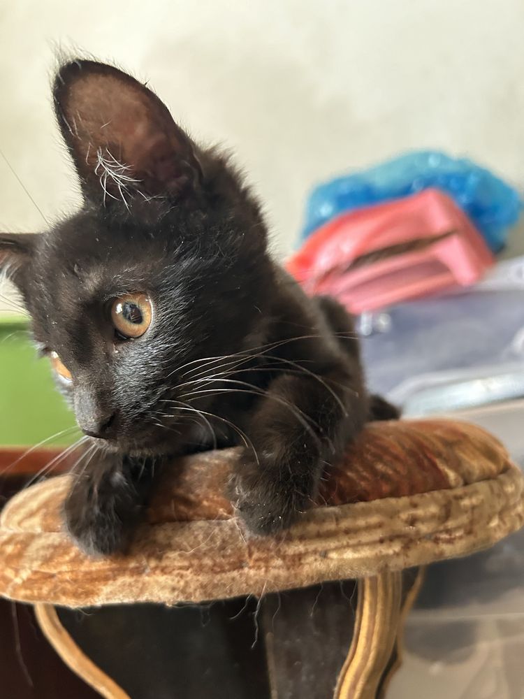 Котенок в добрые руки