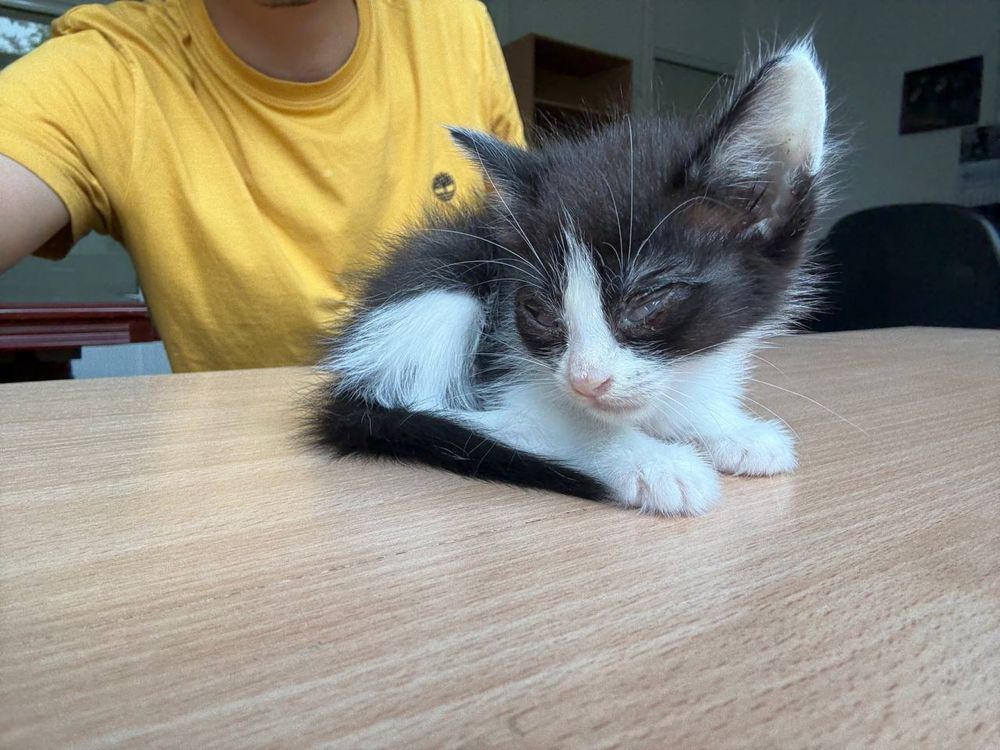 Отдадим котенка в хорошие руки !