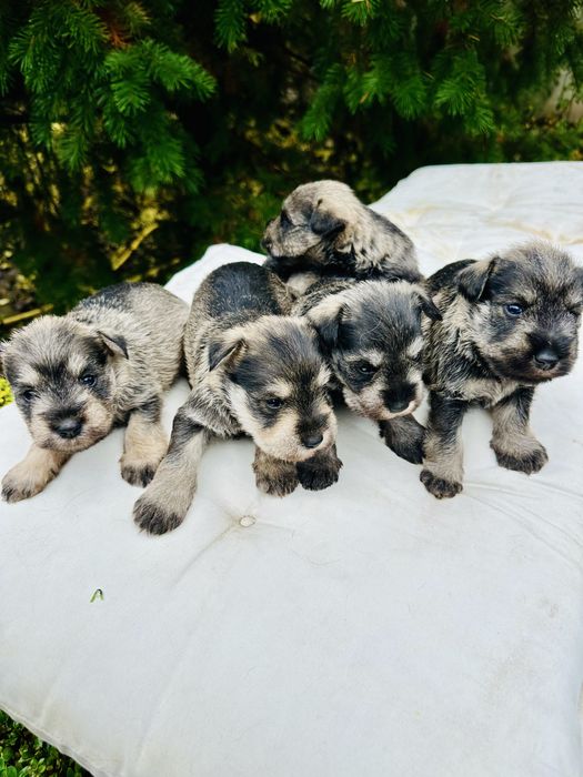 Продавам кученца мини шнауцер (цверг шнауцер)