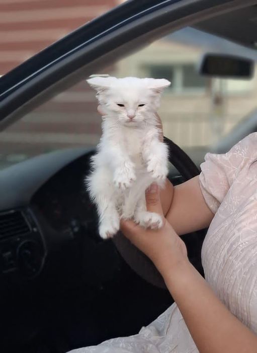 Ищу котенка!!! Sos